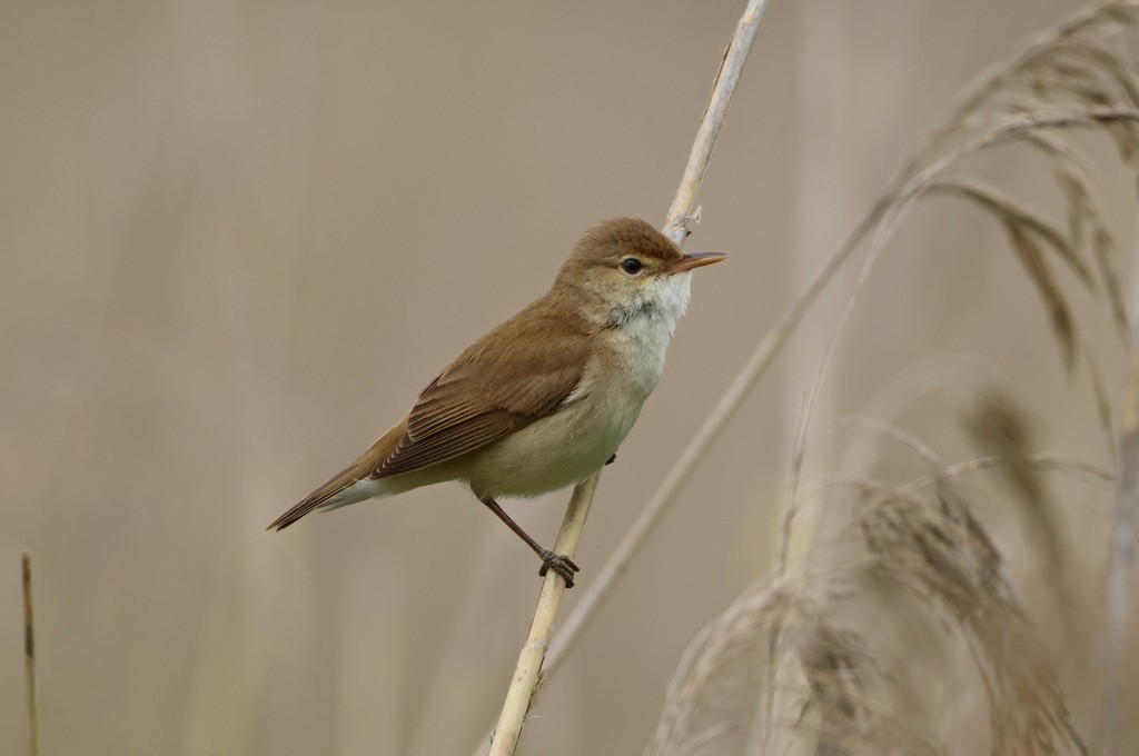 Common Reed Warbler - ML617055437