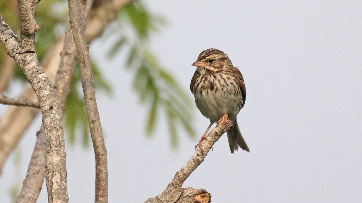 Savannah Sparrow - ML617055478