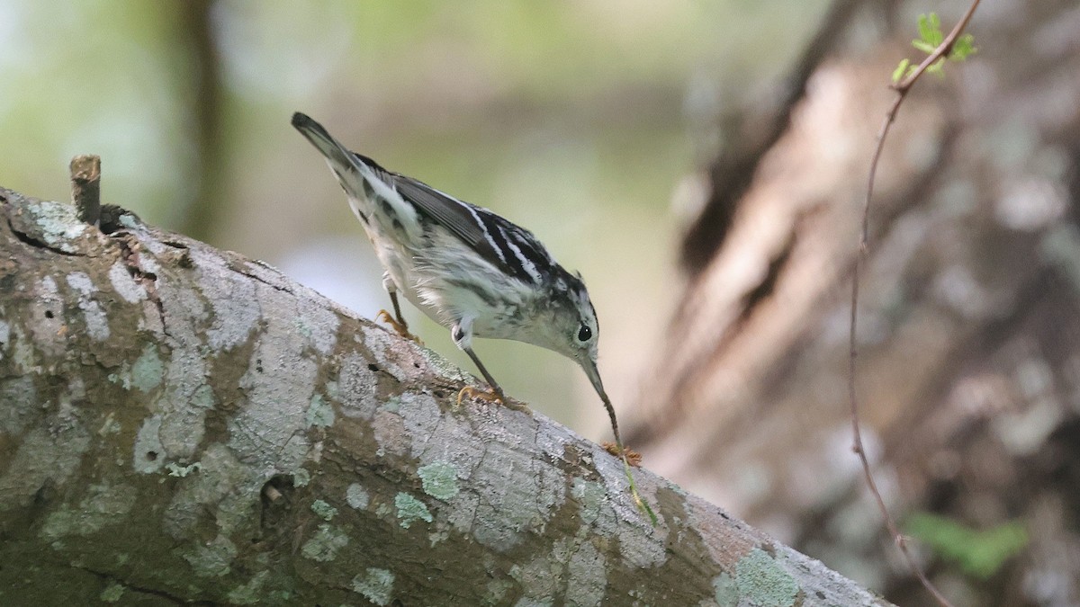 Black-and-white Warbler - Curtis McCamy