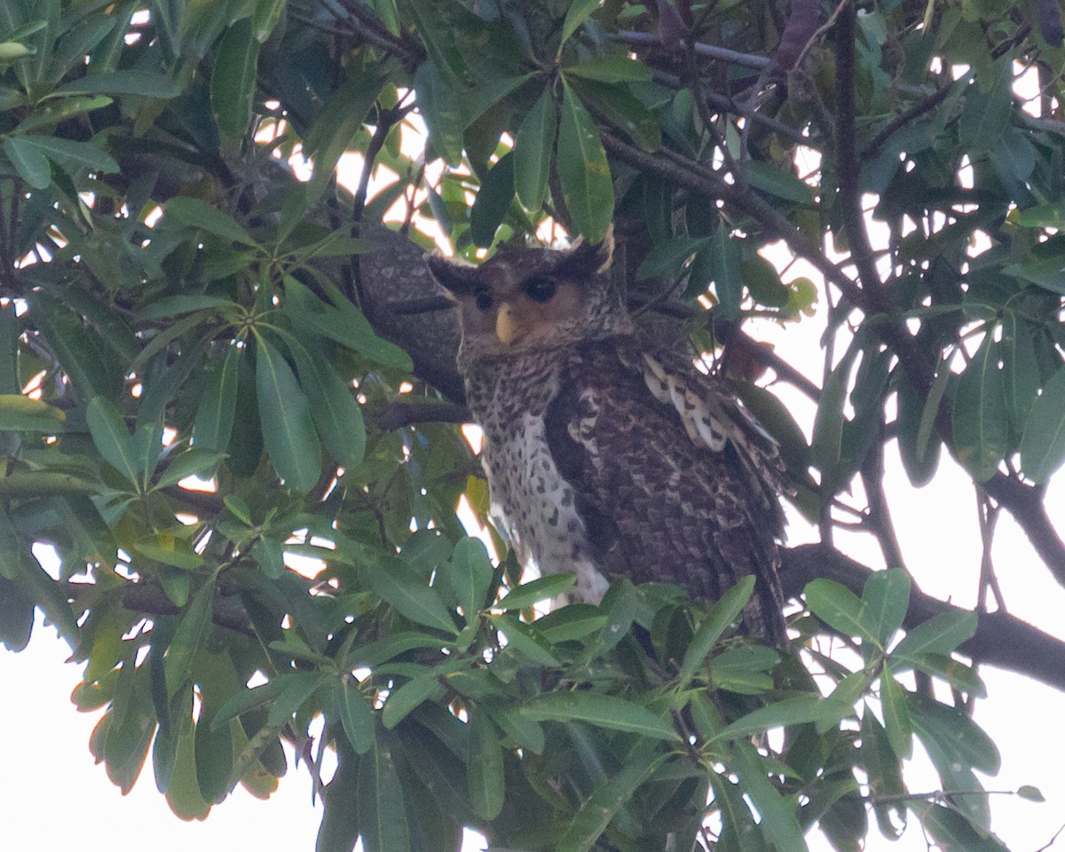 Spot-bellied Eagle-Owl - Dixie Sommers