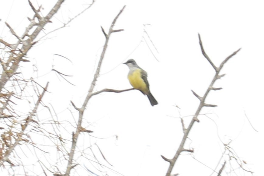 Snowy-throated Kingbird - ML617055507