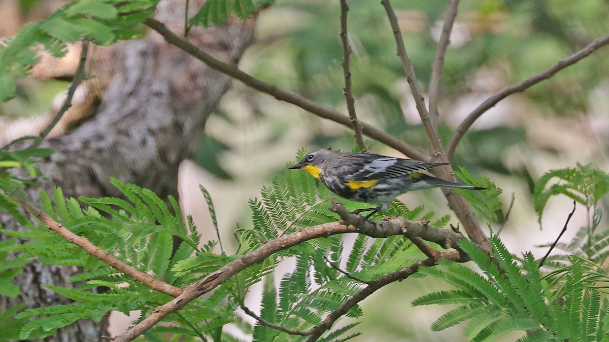 Yellow-rumped Warbler (Audubon's) - ML617055545