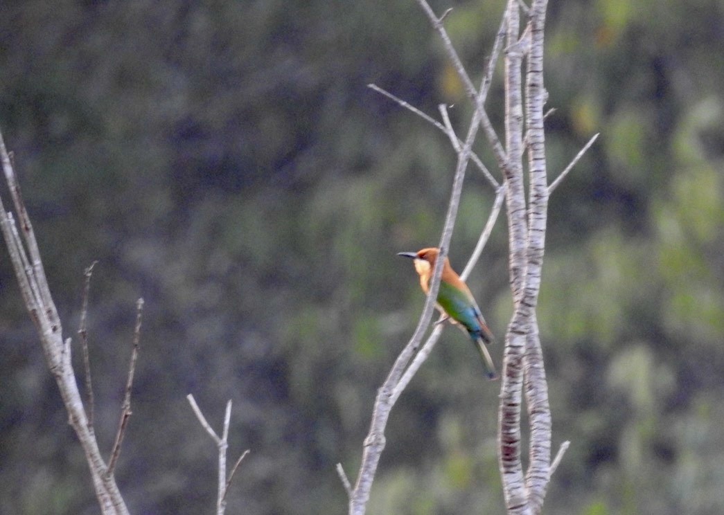 Chestnut-headed Bee-eater - ML617055560