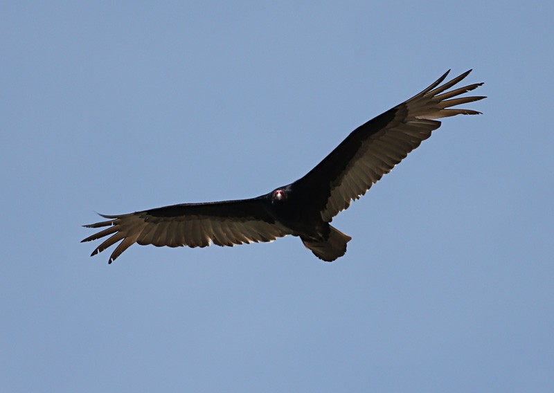 Turkey Vulture - ML617055626