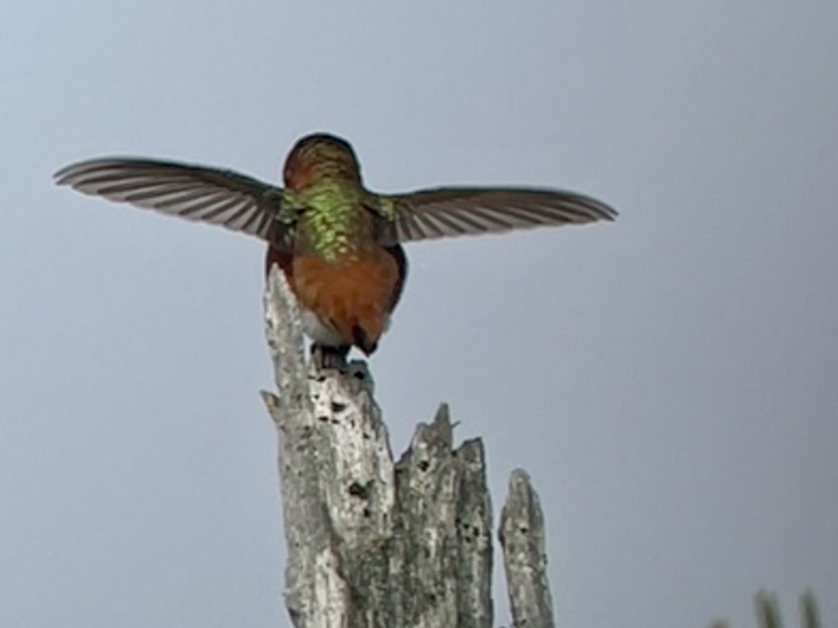 Rufous x Allen's Hummingbird (hybrid) - ML617055639