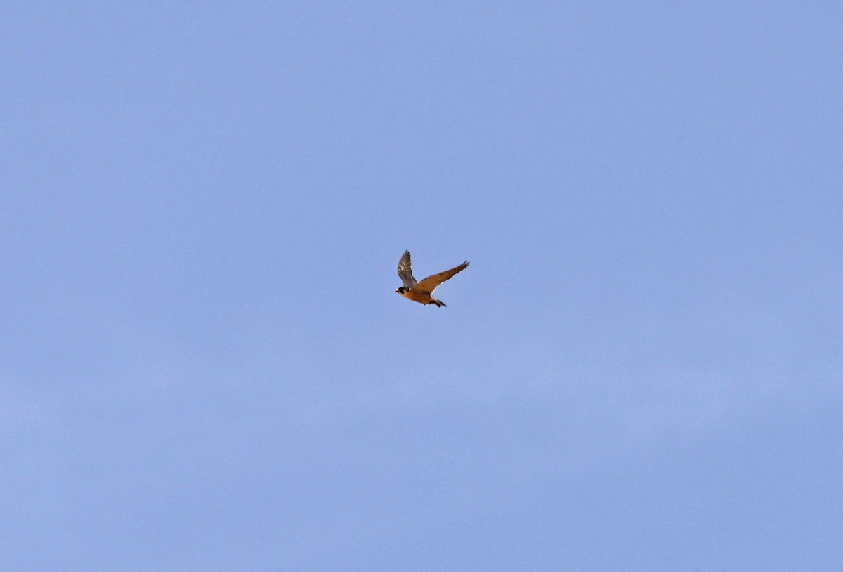 Peregrine Falcon (Barbary) - ML617055780