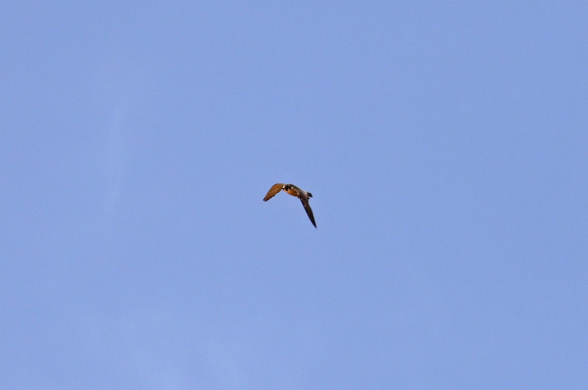 Peregrine Falcon (Barbary) - ML617055785