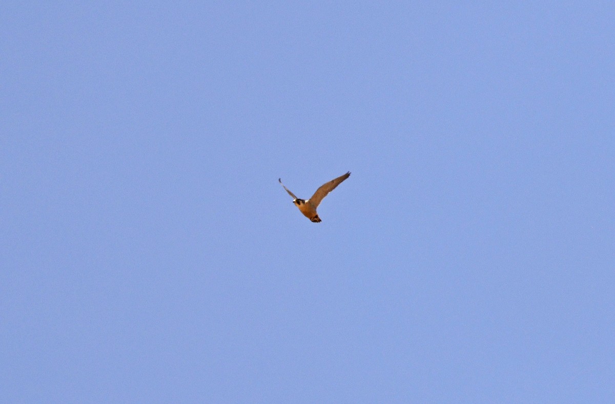 Peregrine Falcon (Barbary) - ML617055793