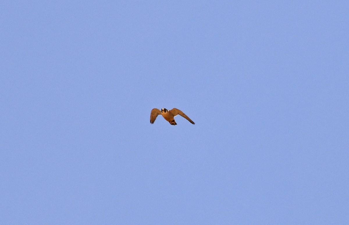 Peregrine Falcon (Barbary) - ML617055798