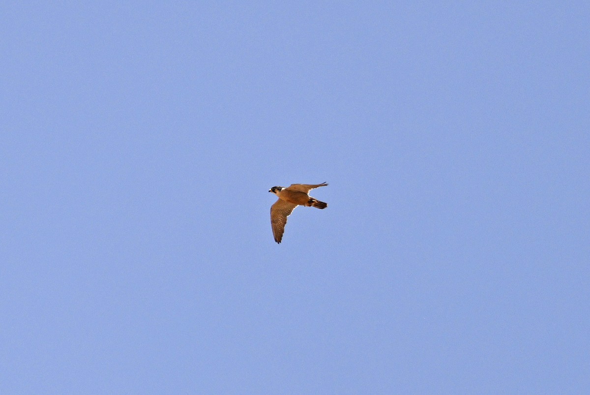 Peregrine Falcon (Barbary) - ML617055807