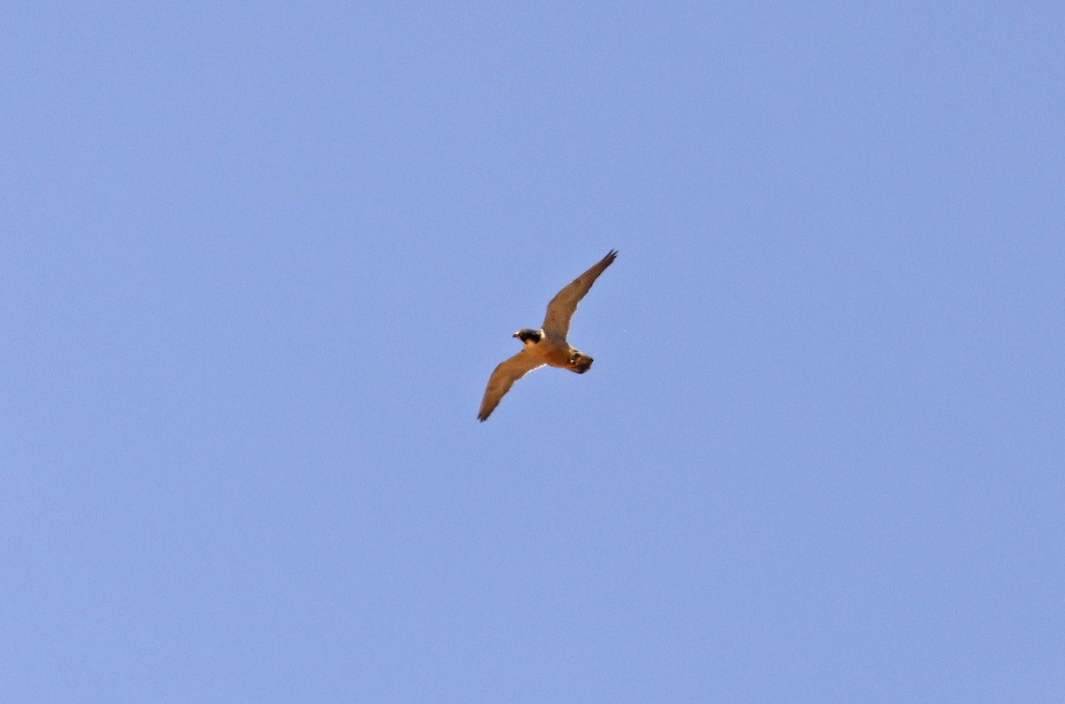 Peregrine Falcon (Barbary) - ML617055820