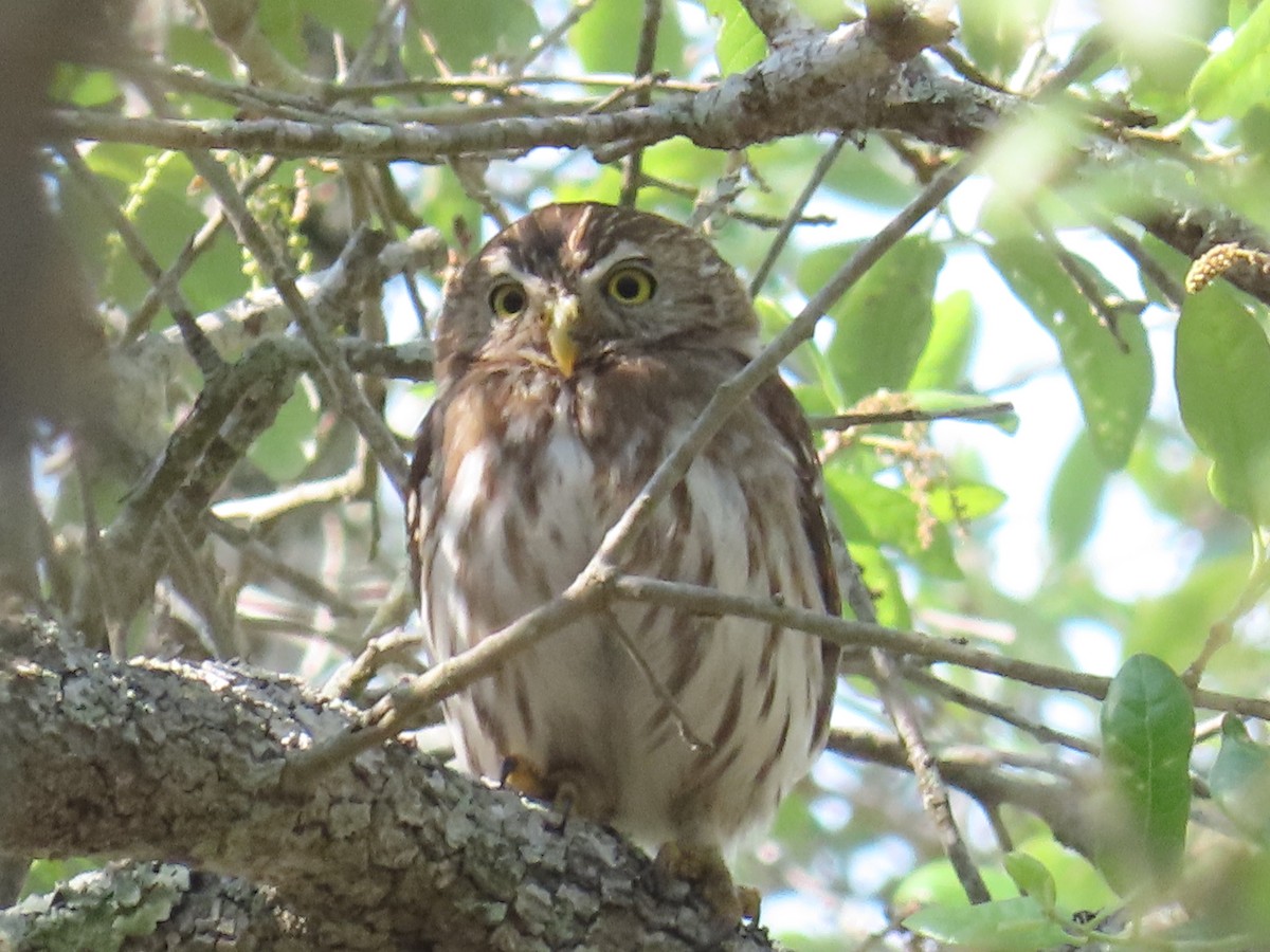Ferruginous Pygmy-Owl (Ferruginous) - ML617055825