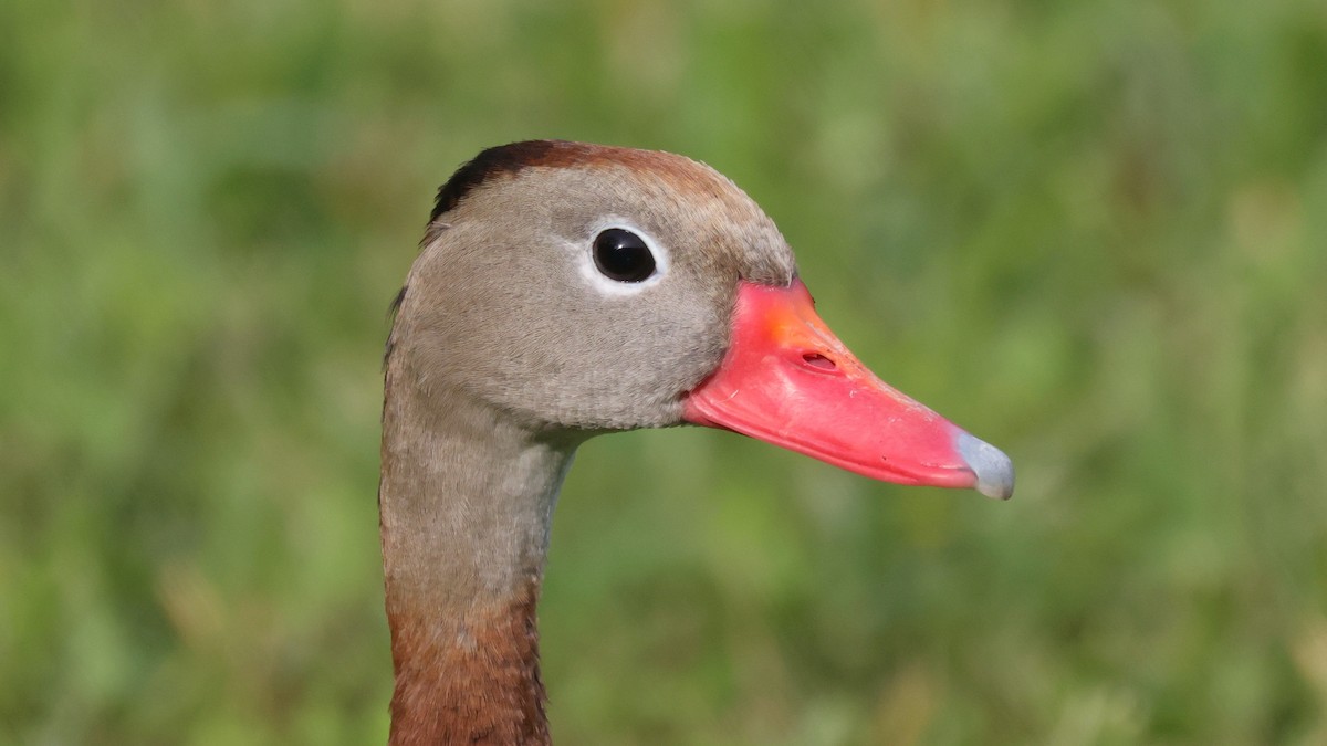 Black-bellied Whistling-Duck - Curtis McCamy