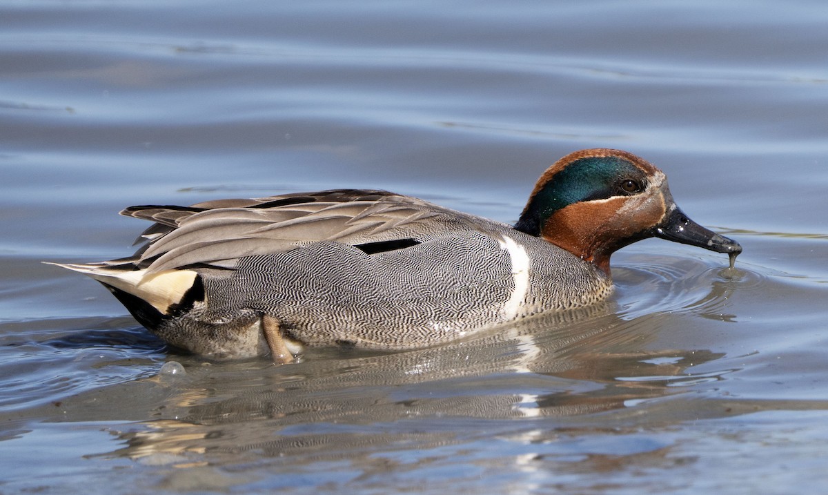 Green-winged Teal - ML617055926