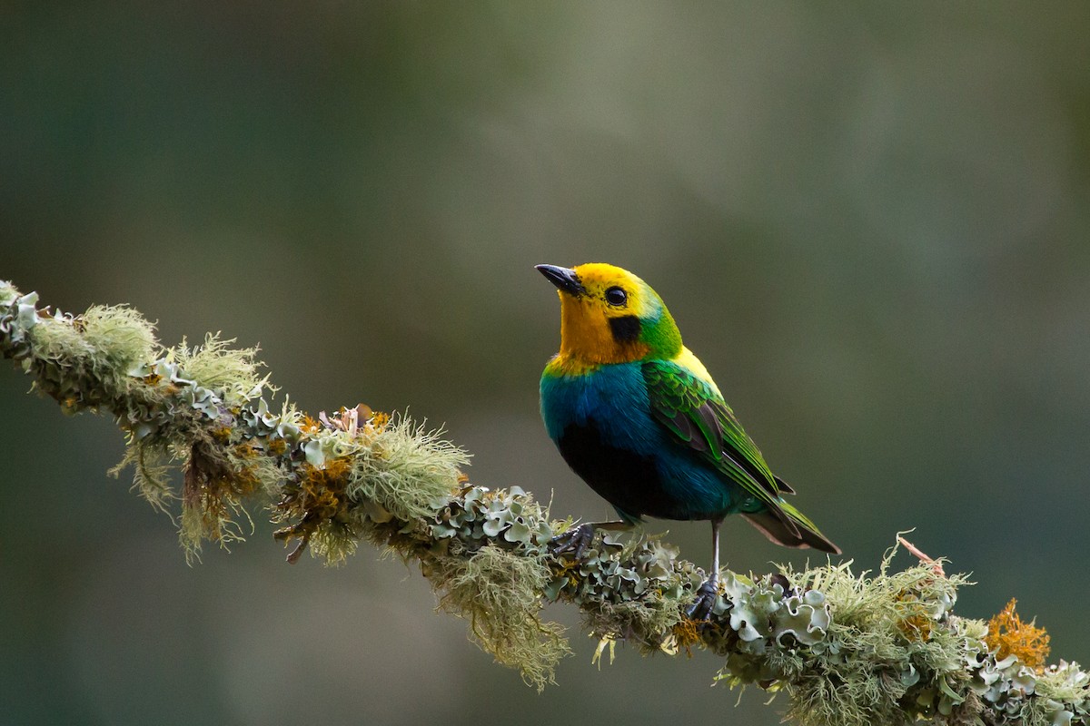 Multicolored Tanager - ML617055929