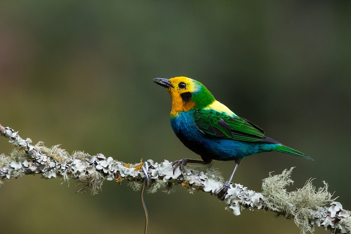 Multicolored Tanager - Brian Healy