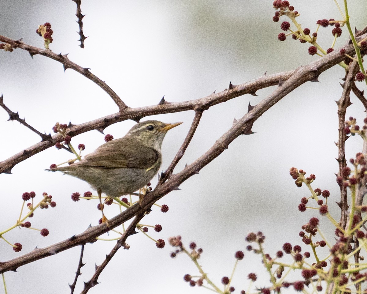 Two-barred Warbler - ML617055985