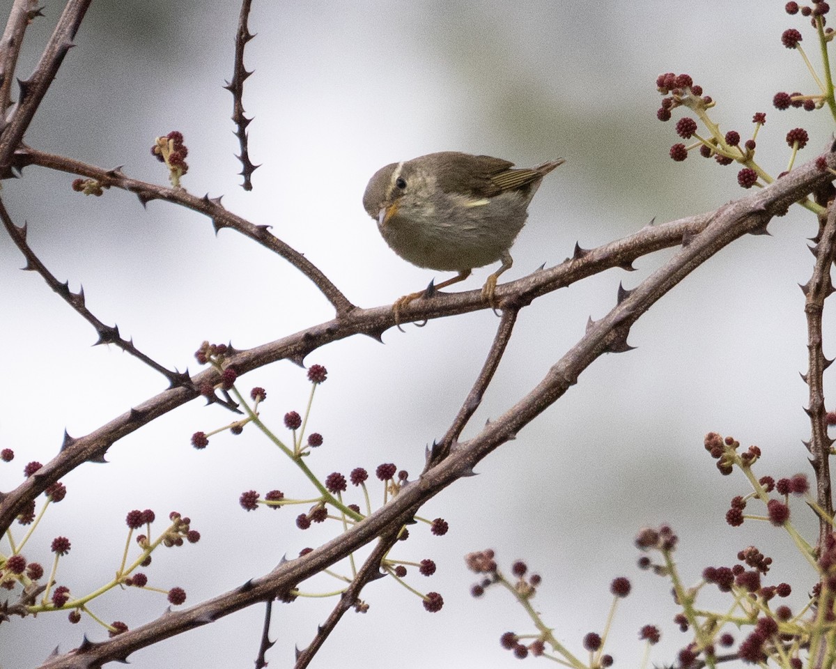 Two-barred Warbler - ML617055986