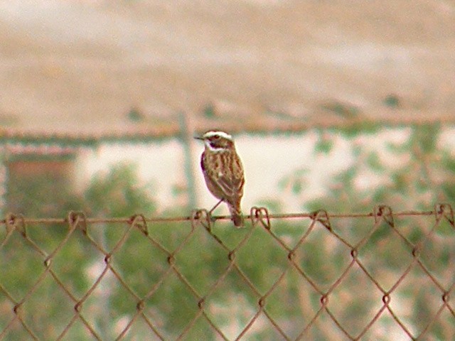 Whinchat - ML617056018