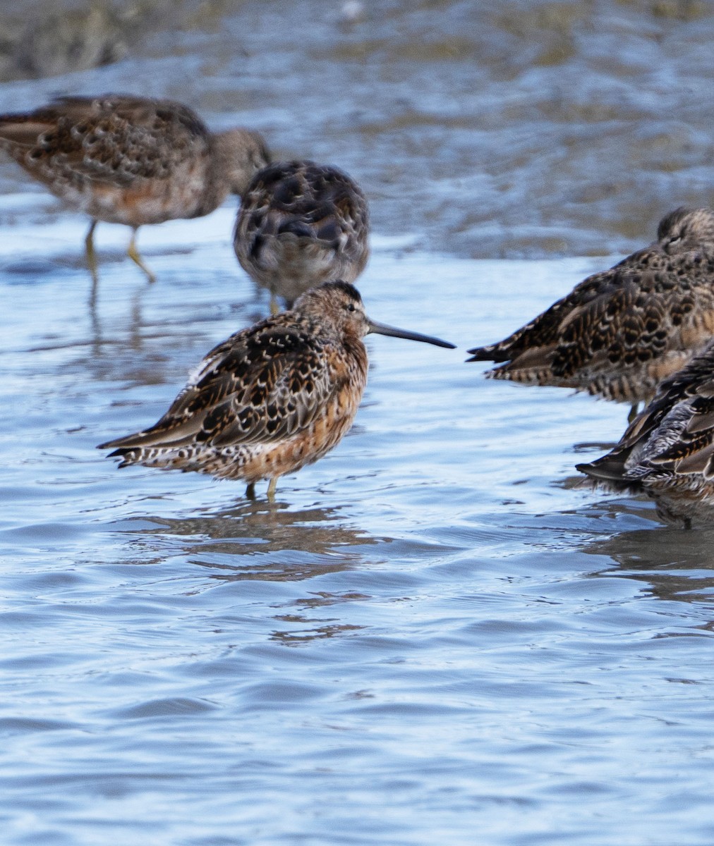 Long-billed Dowitcher - ML617056043