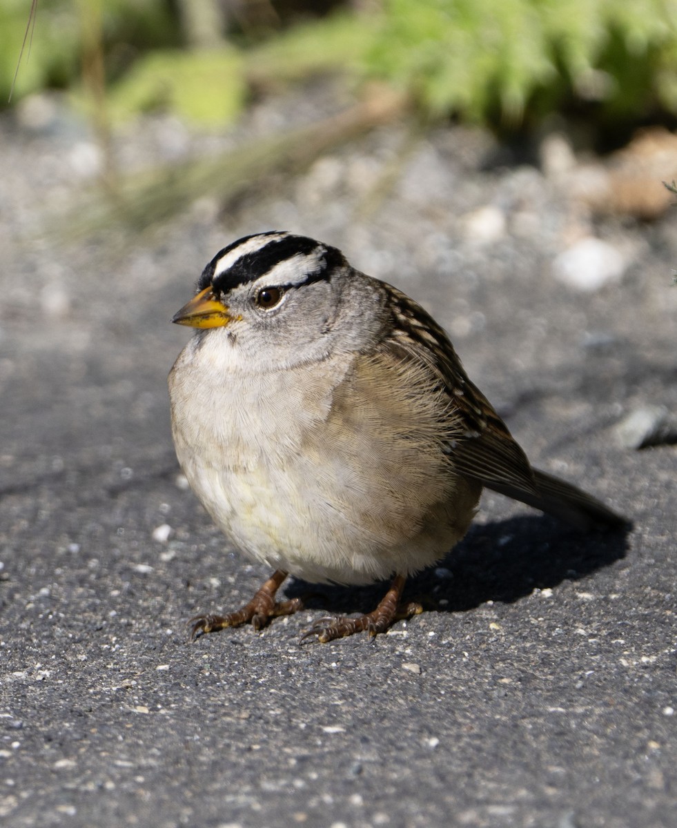 White-crowned Sparrow - ML617056127