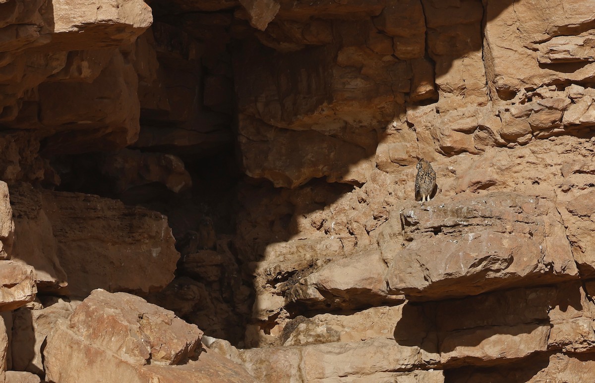Pharaoh Eagle-Owl - ML617056151