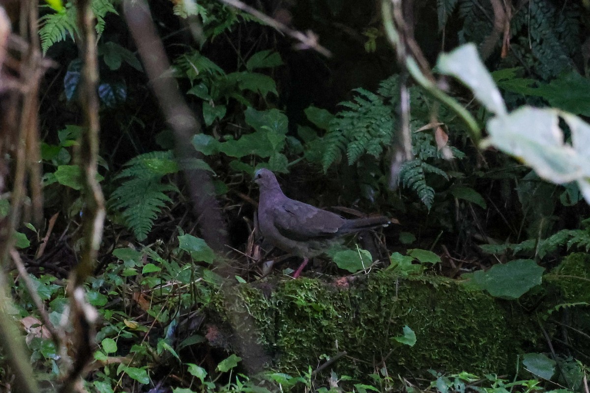 Gray-fronted Dove - ML617056152