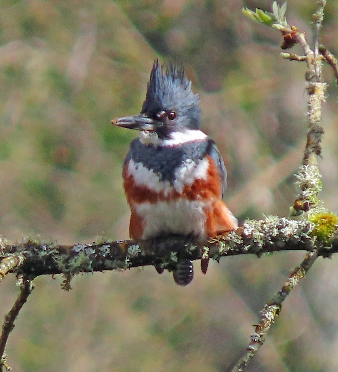 Belted Kingfisher - ML617056215