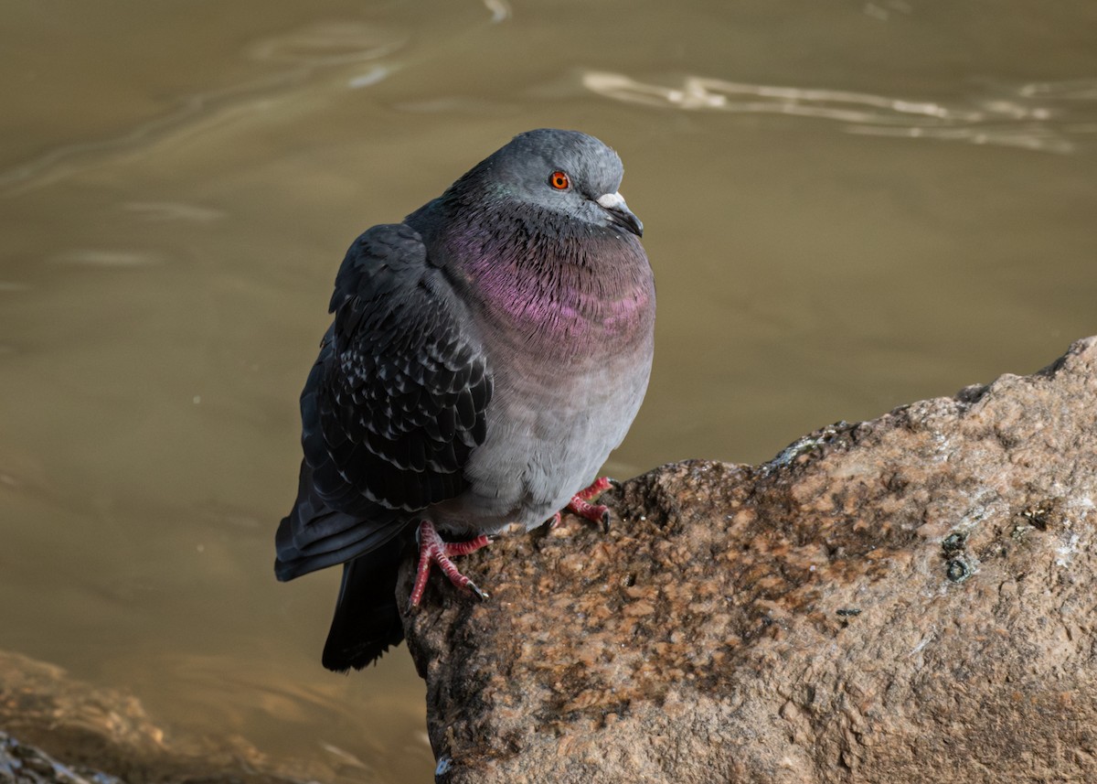 Rock Pigeon (Feral Pigeon) - ML617056416