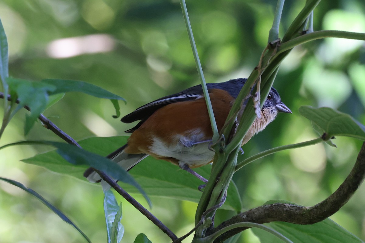 Bay-chested Warbling Finch - ML617056450