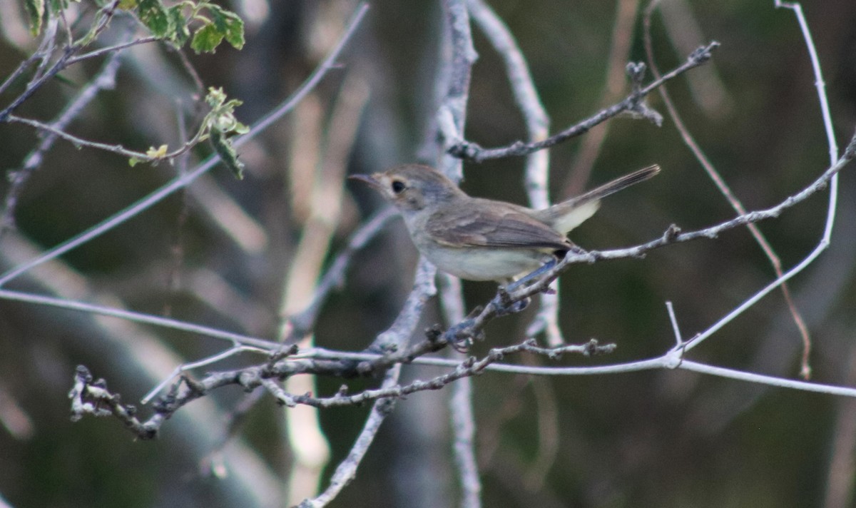 Fulvous-crowned Scrub-Tyrant - ML617056513