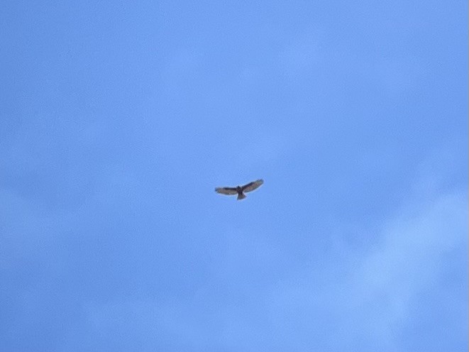 Red-tailed Hawk (calurus/abieticola) - ML617056541
