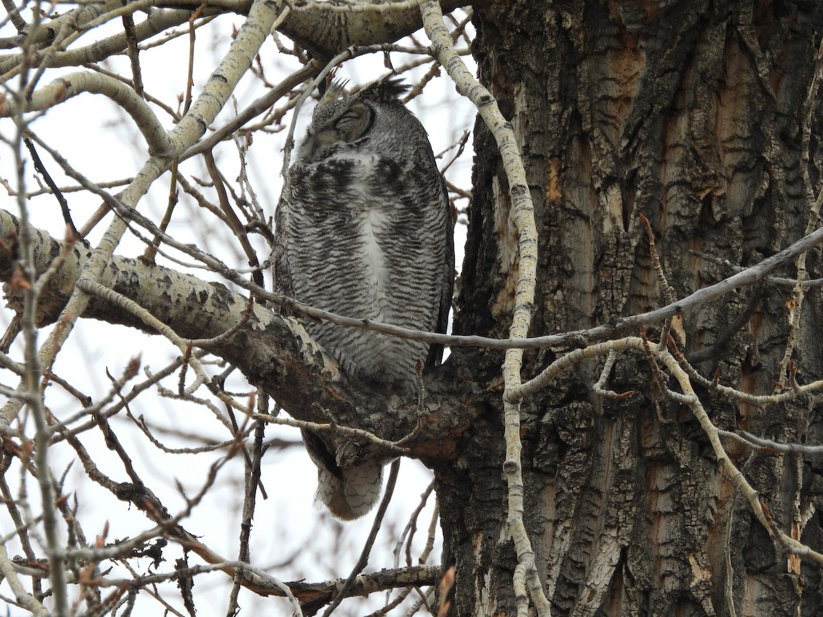 Great Horned Owl - ML617056699
