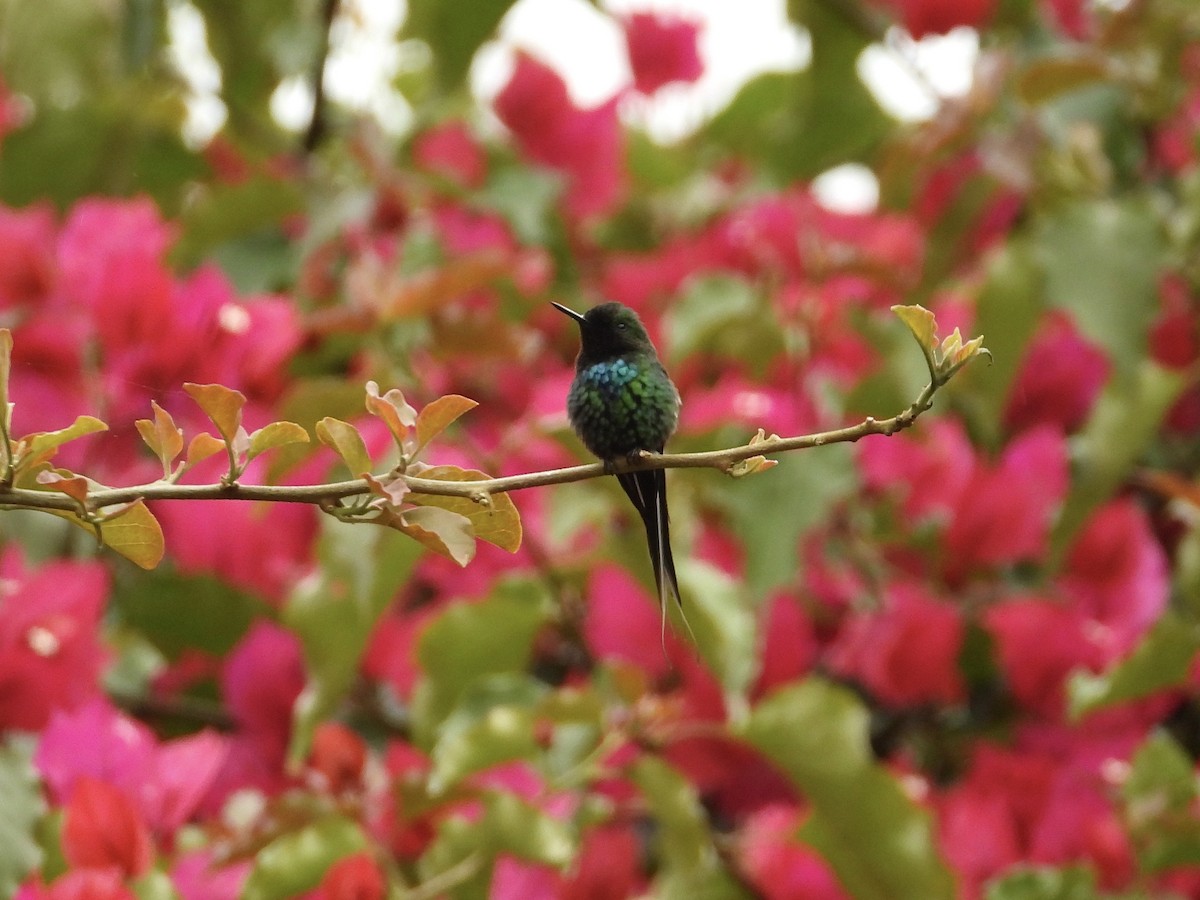 kolibřík trnoocasý - ML617056733