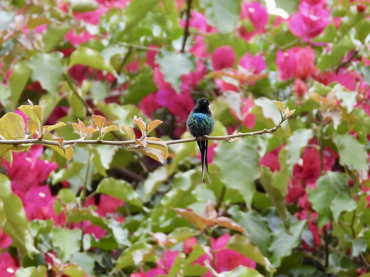 kolibřík trnoocasý - ML617056904