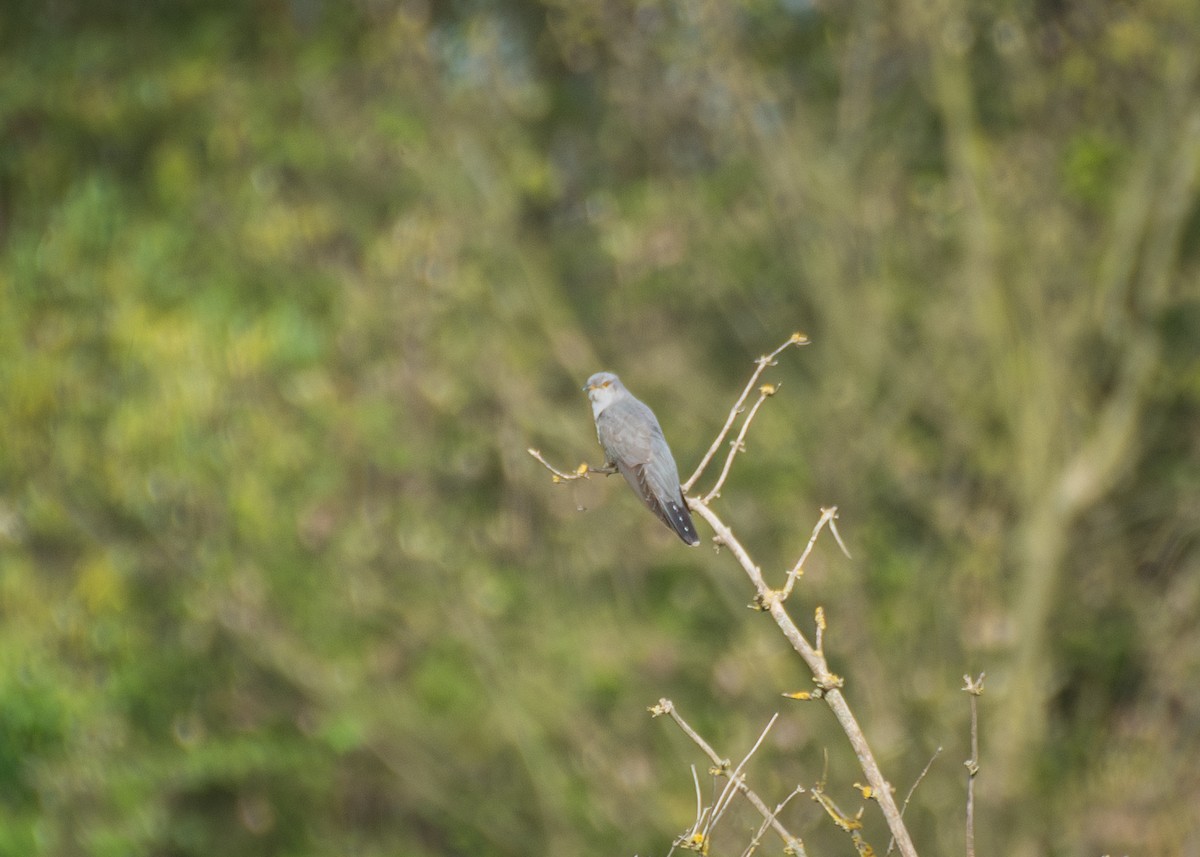 Common Cuckoo - ML617056910