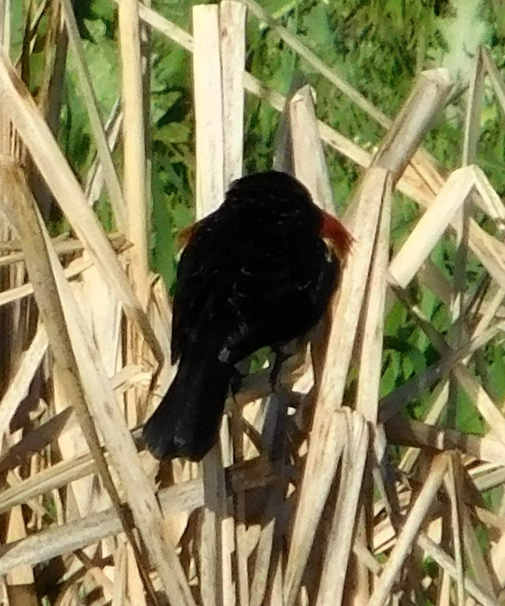 Red-winged Blackbird - ML617056918