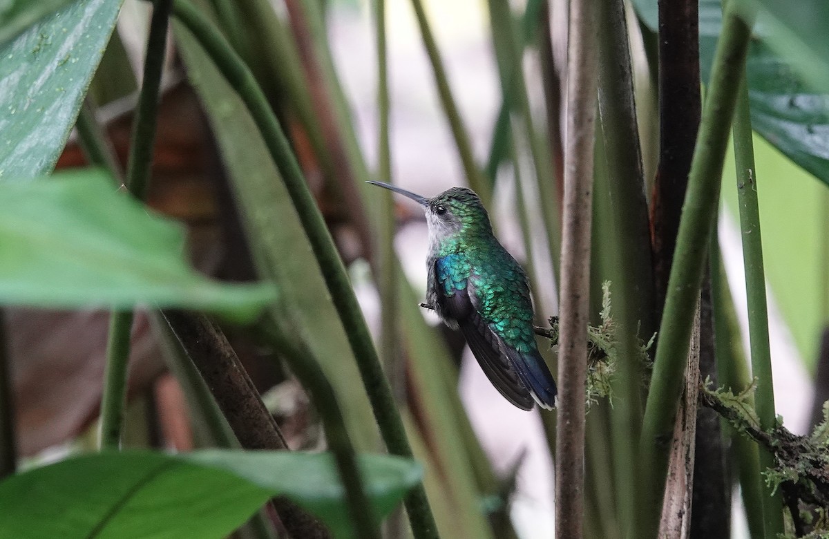 kolibřík andský - ML617057066