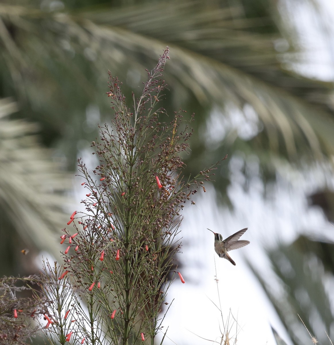 Xantus's Hummingbird - ML617057139