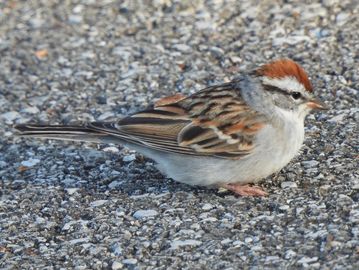 Chipping Sparrow - ML617057182