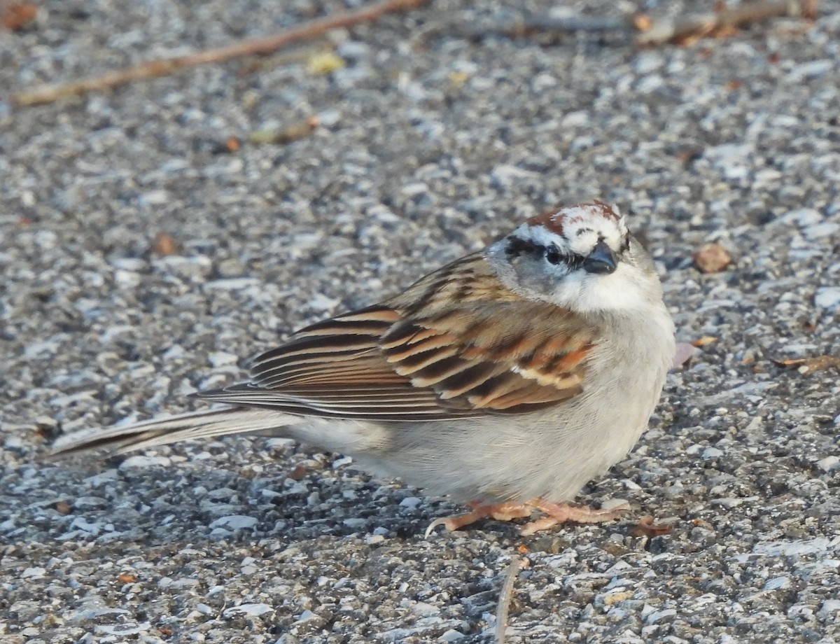 Chipping Sparrow - ML617057189