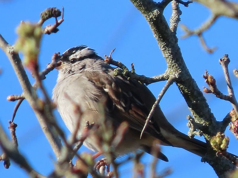 White-crowned Sparrow - ML617057293