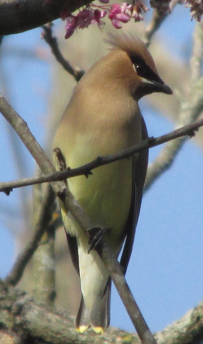 eBird Checklist - 7 Apr 2024 - Frank Lyne's Farm (Private) stakeout ...