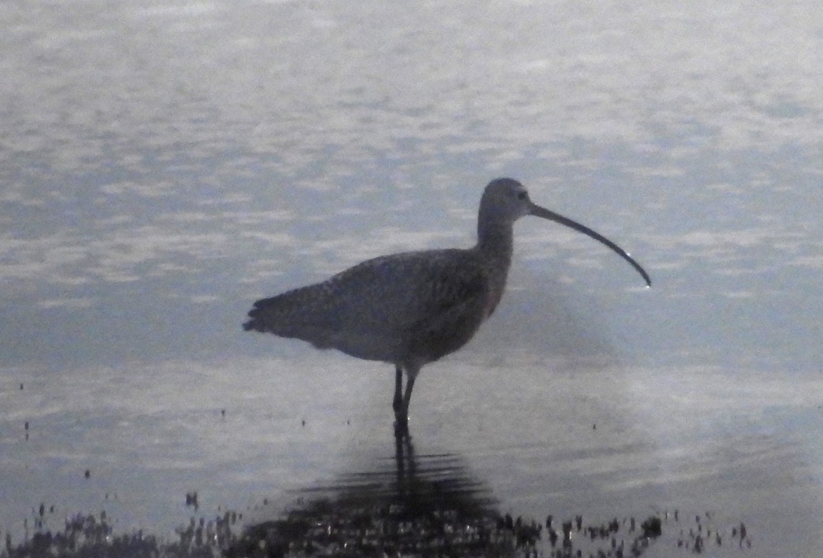 Long-billed Curlew - ML617057574