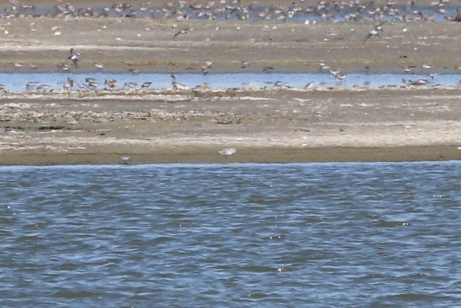 Piping Plover - ML617057701