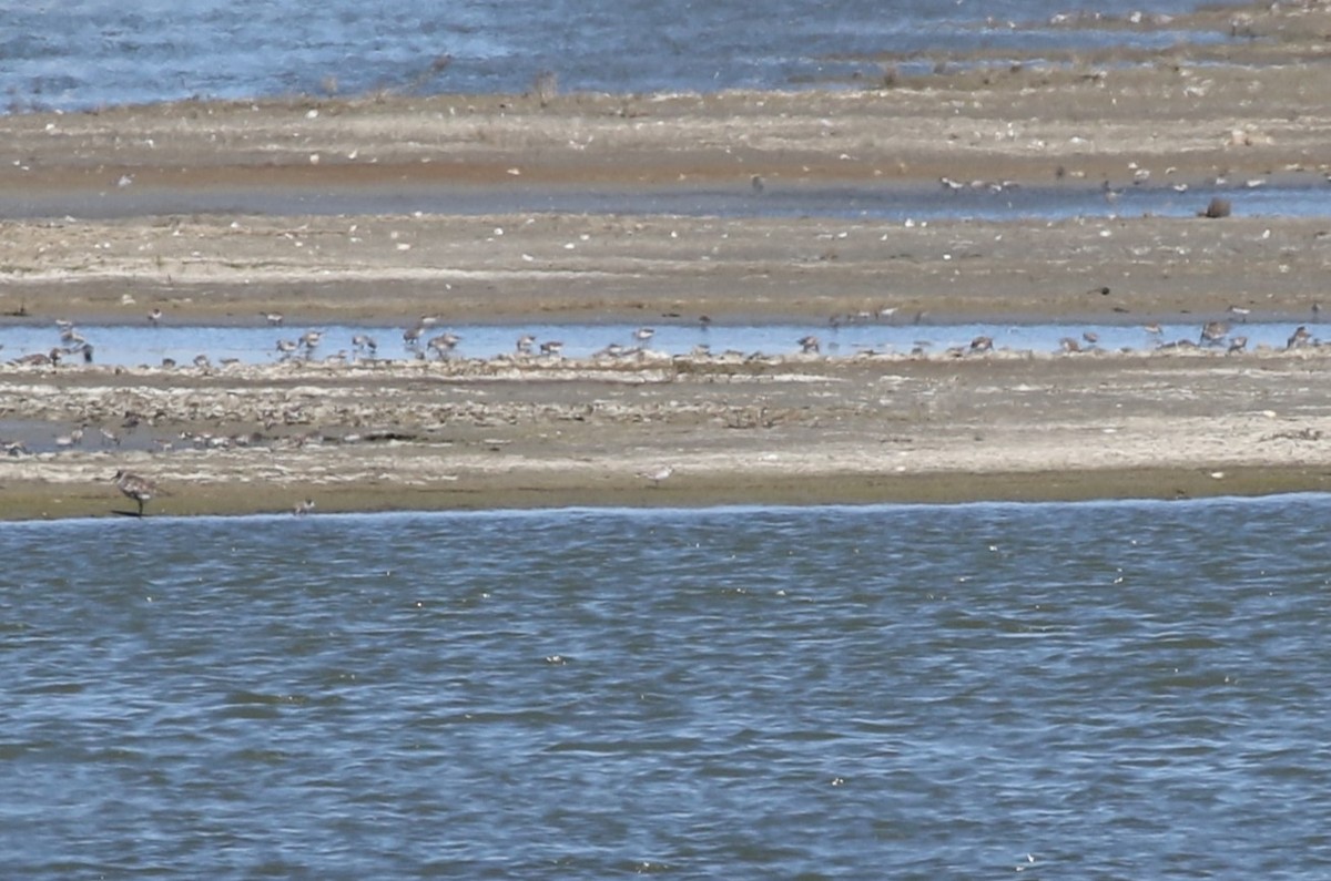 Piping Plover - ML617057713