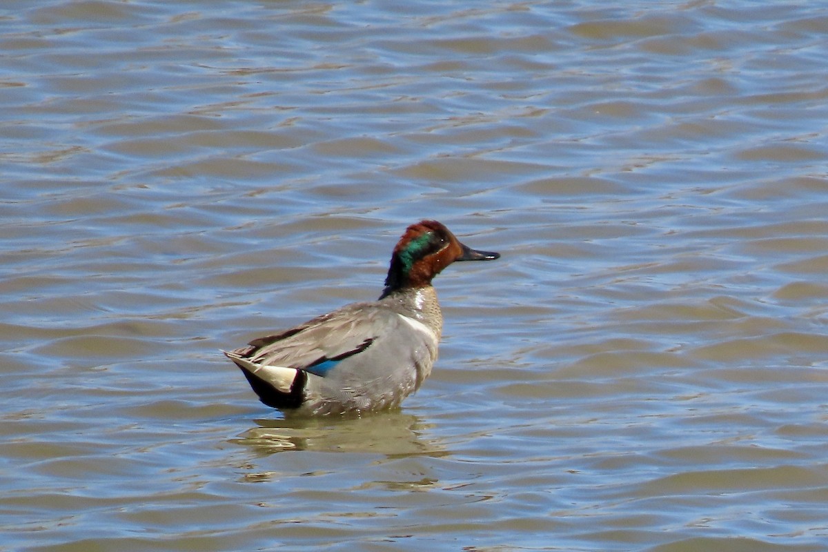 Green-winged Teal - ML617057717