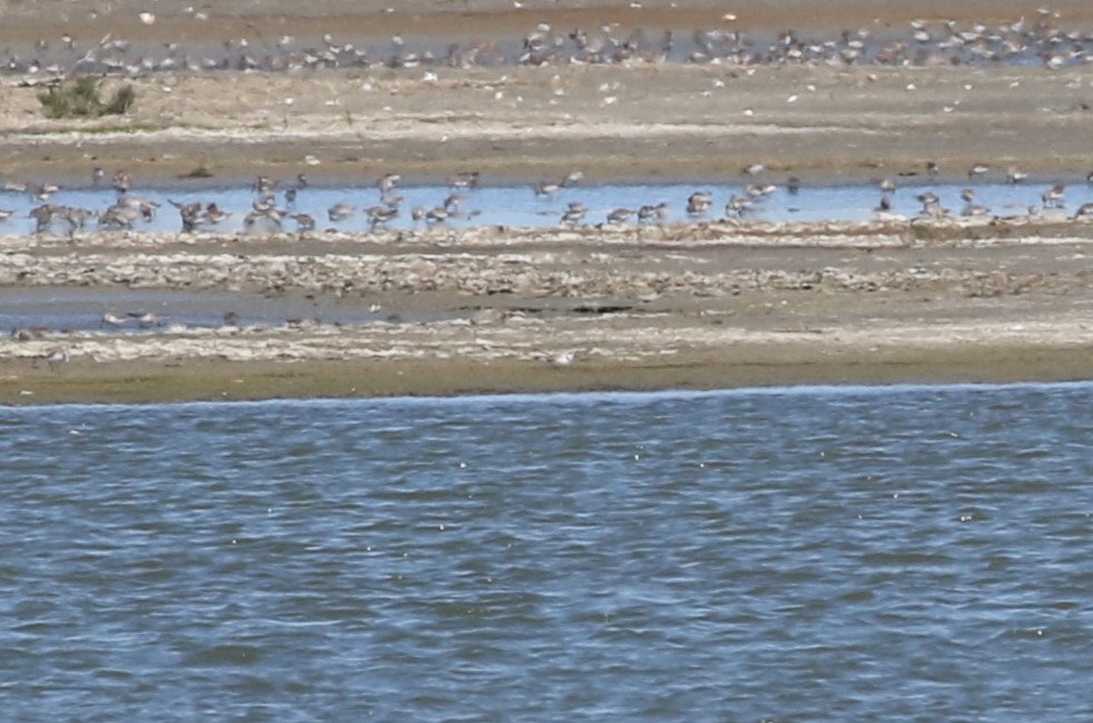 Piping Plover - ML617057724