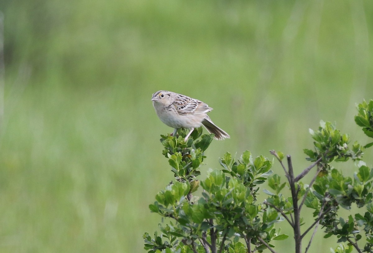 Grasshopper Sparrow - ML617057815