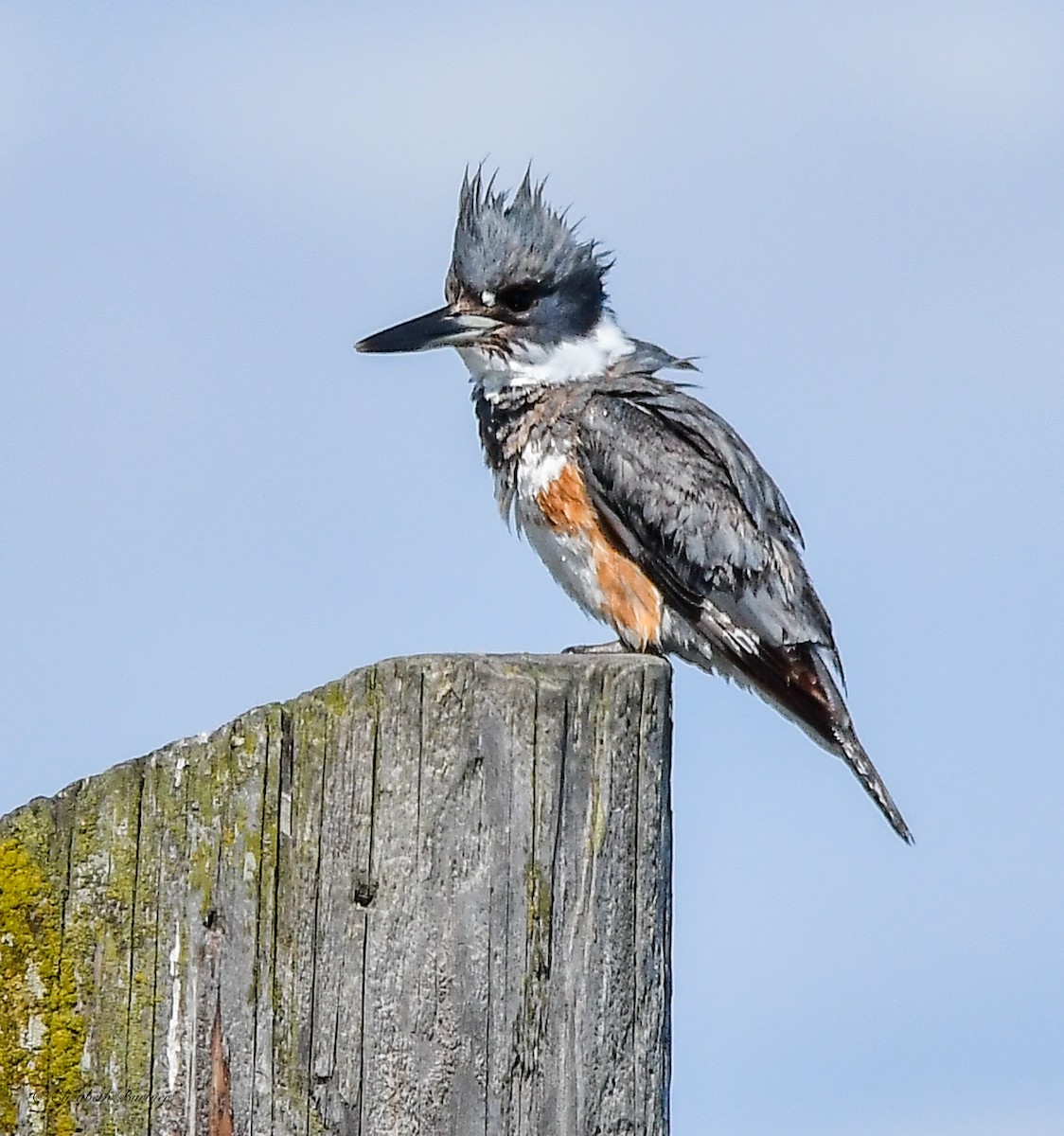Belted Kingfisher - ML617057827